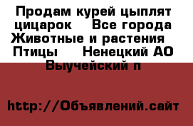 Продам курей цыплят,цицарок. - Все города Животные и растения » Птицы   . Ненецкий АО,Выучейский п.